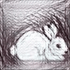 Bunnie Hopping